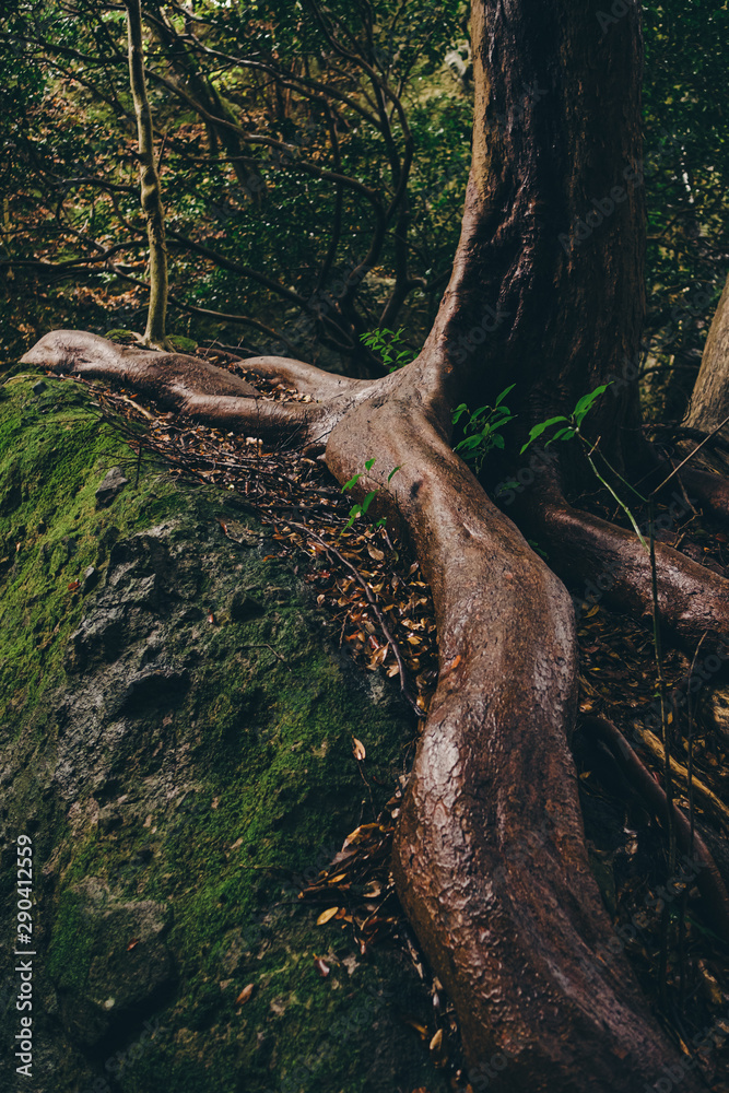 The moss that inhabits the feet and rocks of large trees The moss that inhabits the feet and rocks of large trees