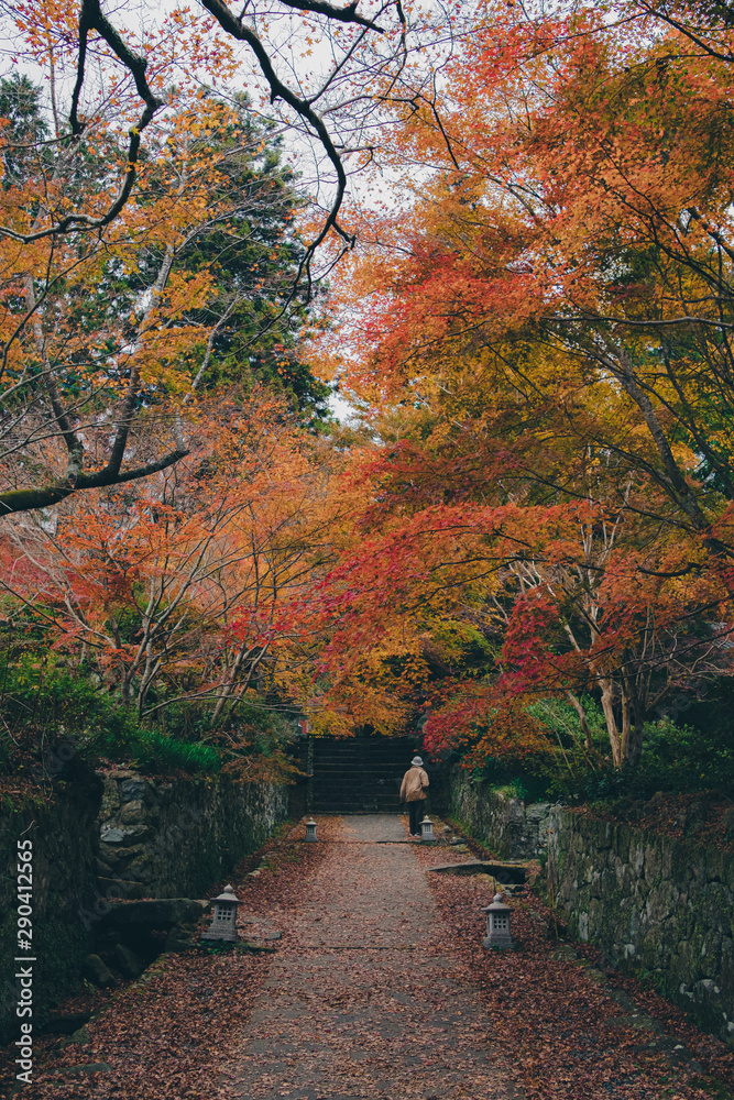 Autumn leaves covering the road visible from the street Autumn leaves covering the road visible from the street