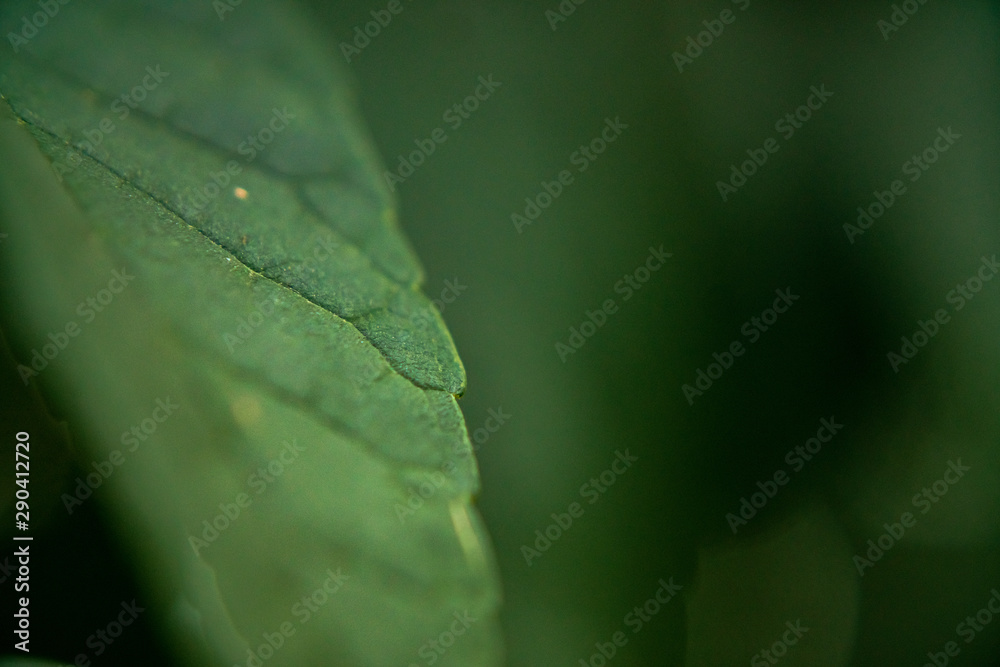 Obraz premium Macro Green Leaf