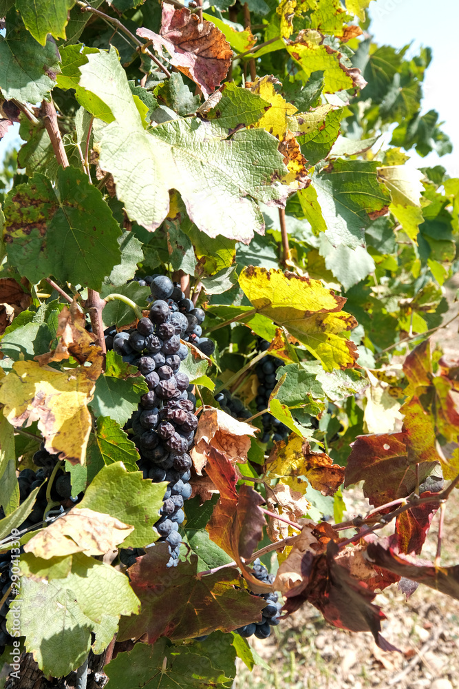New harvest of blue, purple or red wine or table grape, hand holding bunch of ripe grape on green grape plant background