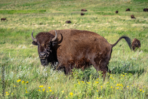 Bison in a Custer State Park, USA photo