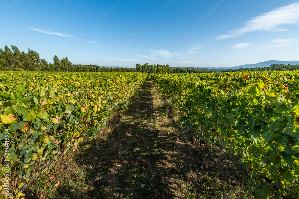 Vineyard at Moncao in Portugal