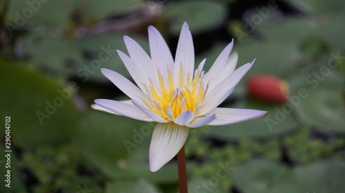 Nymphaeaceae - Water Lily