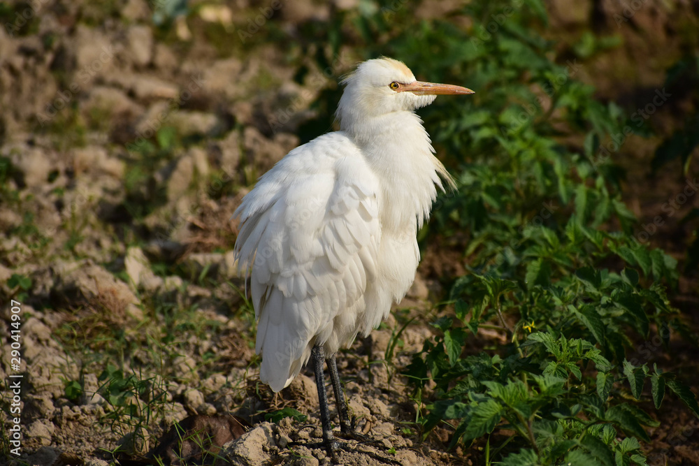 Egret Egret