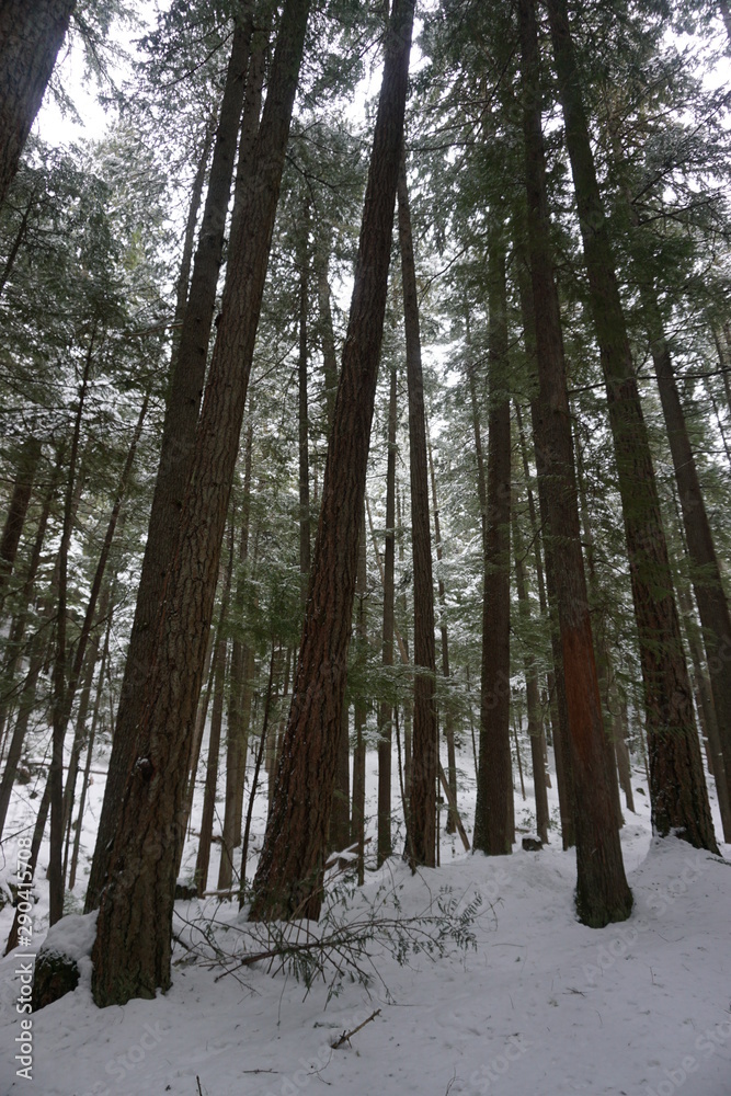 Fototapeta premium Snowy Winter Trees in Woods and Mountains on Cloudy Winter Day