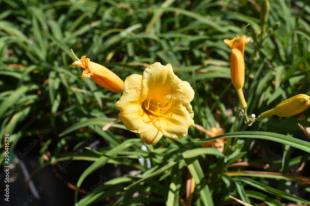 Obraz premium Daylilies