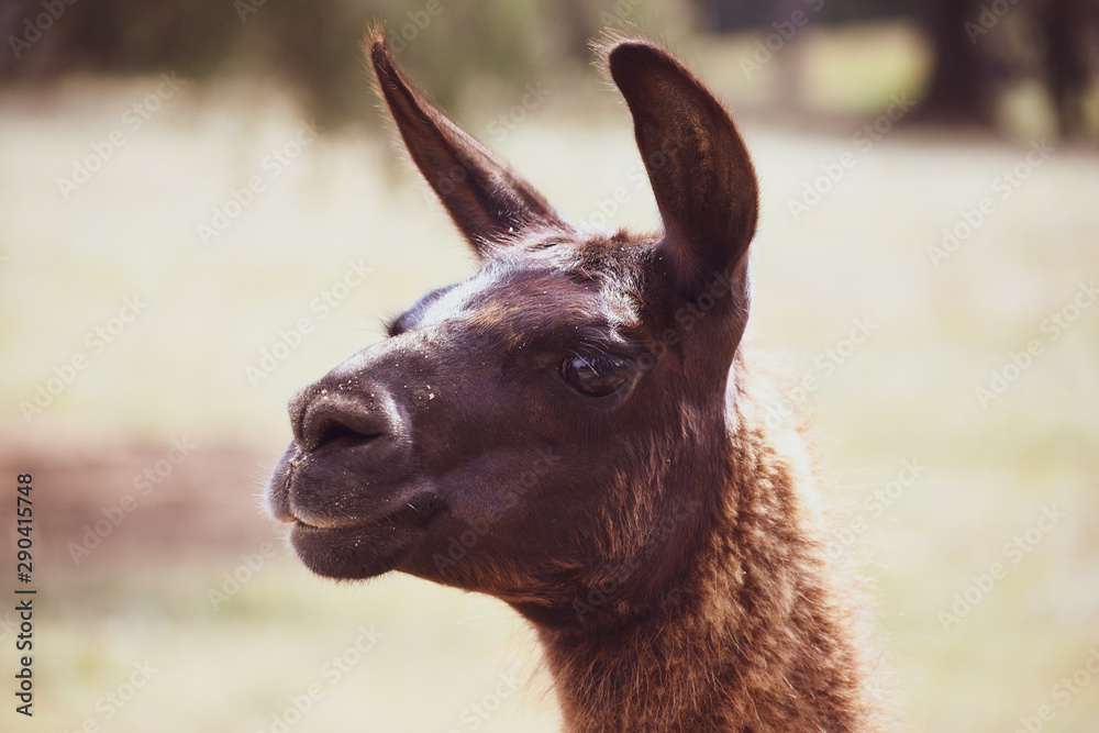 Fototapeta premium Funny Lama