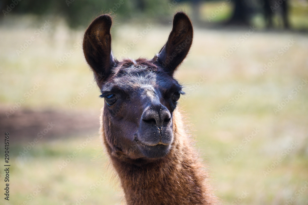 Obraz premium Funny Lama