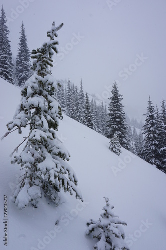 Snowy Winter Trees in Woods and Mountains on Cloudy Winter Day