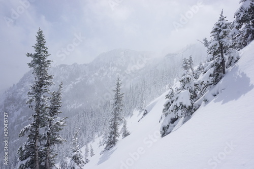 Snowy Winter Trees in Woods and Mountains on Cloudy Winter Day