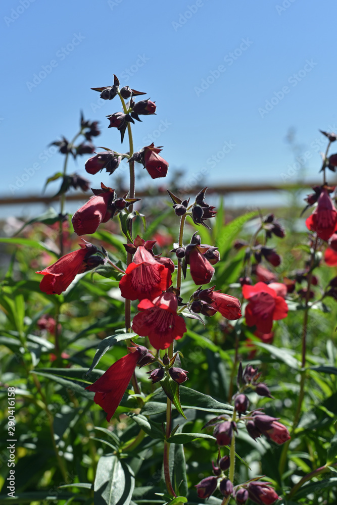 Obraz premium Penstemon Flowers