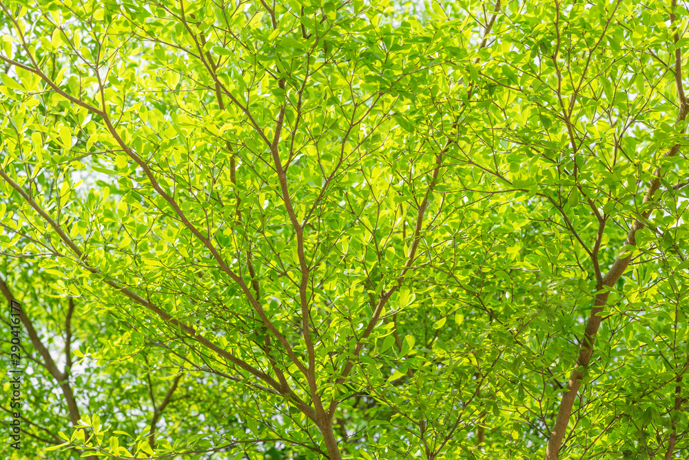 Beautiful green leaf texture background with sunlight Beautiful green leaf texture background with sunlight