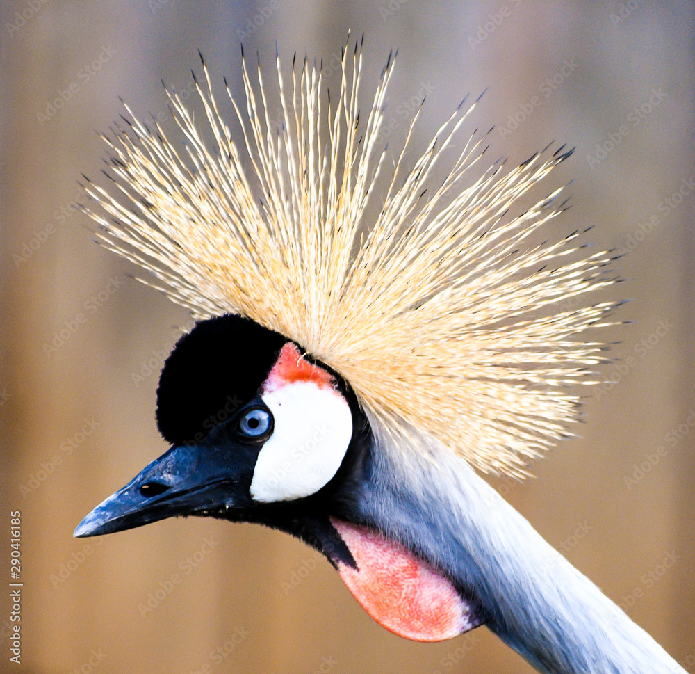 Fototapeta premium Black Crowned Crane