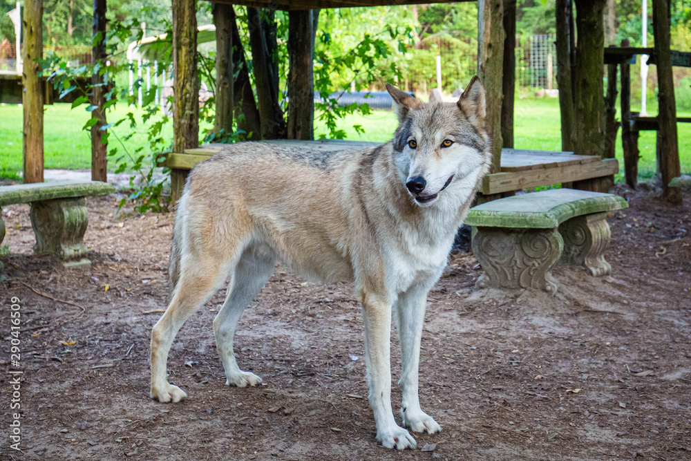 Single beautiful wild wolf outdoors at summer day Single beautiful wild wolf outdoors at summer day