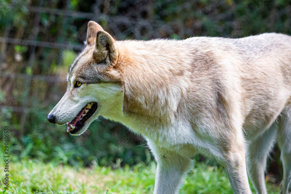 Single beautiful wild wolf outdoors at summer day Single beautiful wild wolf outdoors at summer day