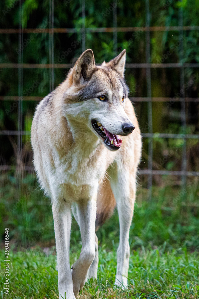 Single beautiful wild wolf outdoors at summer day Single beautiful wild wolf outdoors at summer day