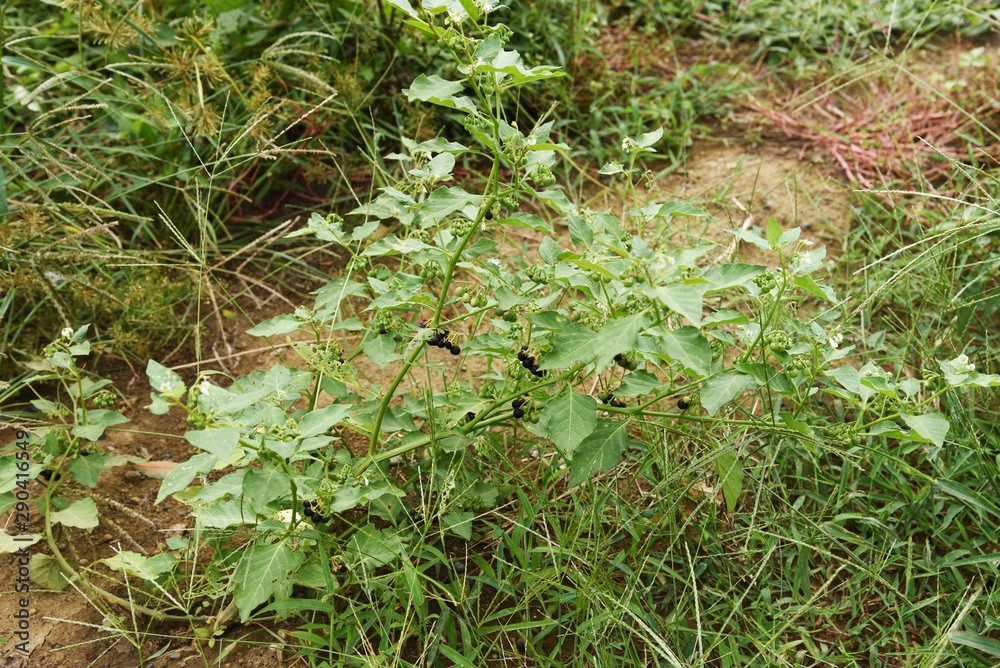 Carolina horse-nettle is called Carolina horse-nettle is called