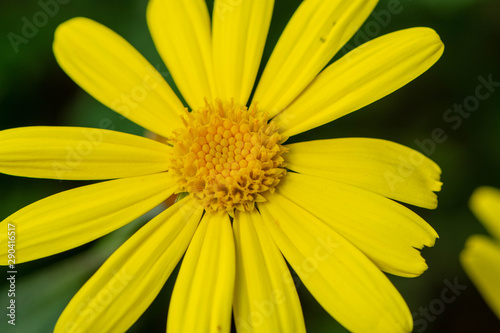 Bright Yellow Mexican Daisy