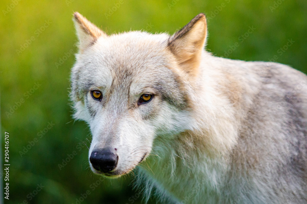 Single beautiful wild wolf outdoors at summer day