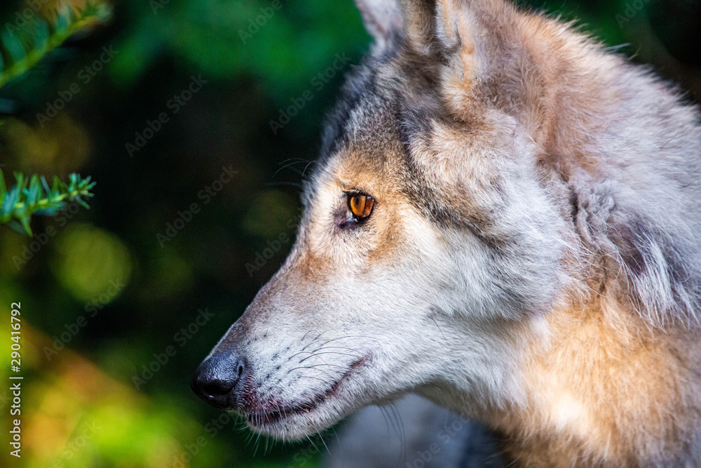 Fototapeta premium Single beautiful wild wolf outdoors at summer day