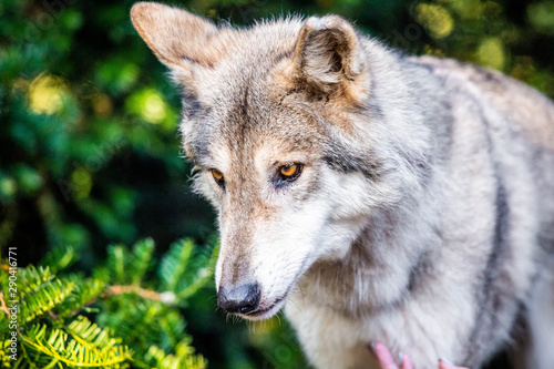Single beautiful wild wolf outdoors at summer day © PhotoSpirit