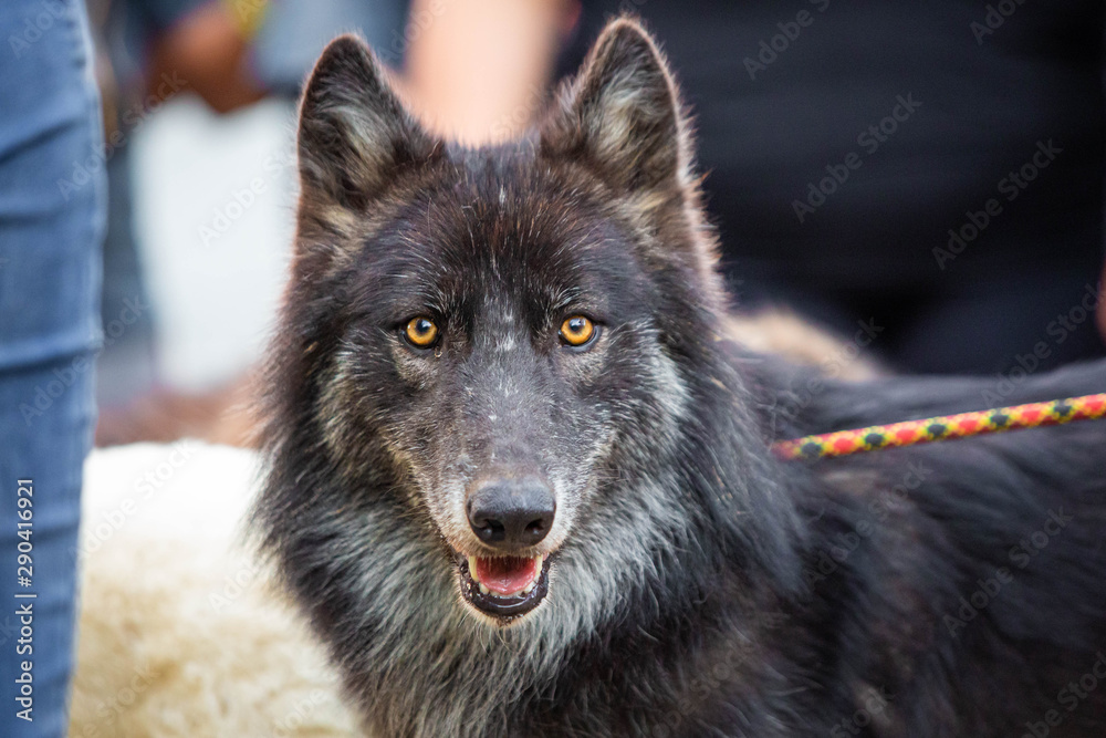 Black dog wolf breed shepherd alone at day
