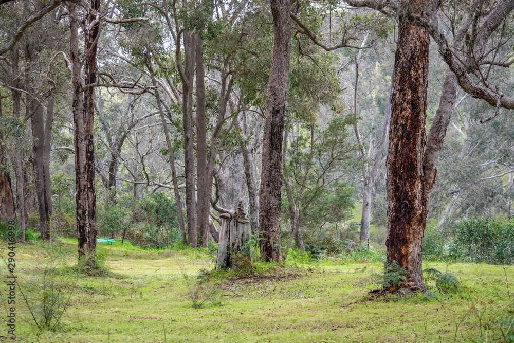 Trees in a clearing with green grass Trees in a clearing with green grass