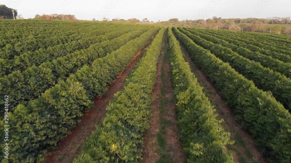 plantação de café no Brasil. plantação de café no Brasil.
