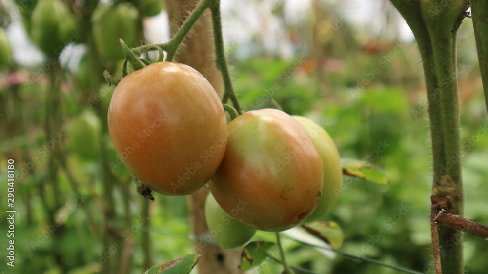 Obraz premium Fresh tomatoes from trees in Thailand vegetable garden