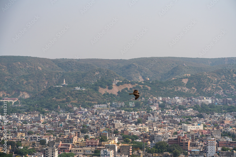 Eagle flying high in Jaipur India  