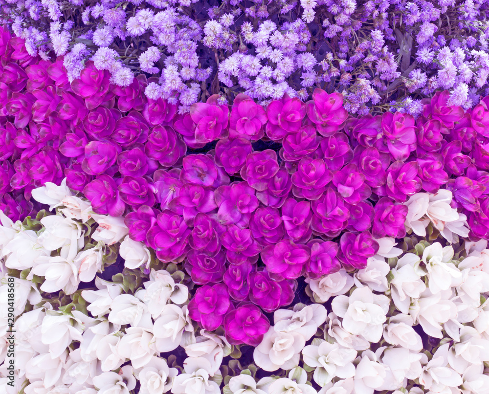 Fototapeta premium Flowers, pink, purple, white