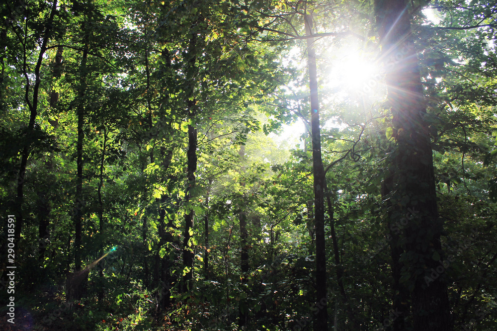 Obraz premium Morning Sun