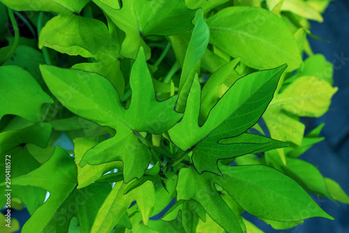 Foto Bright ivy leaves closeup. green ivy leaves