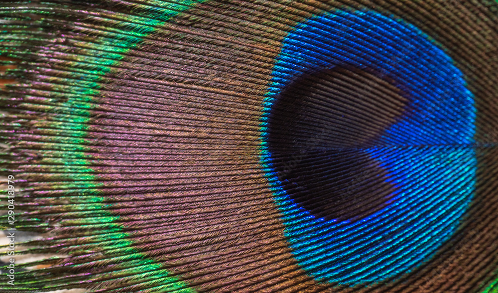 Fototapeta premium Closeup peacock feathers for beautiful background