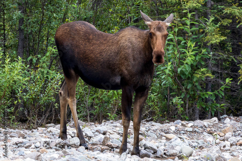 Denali National Park