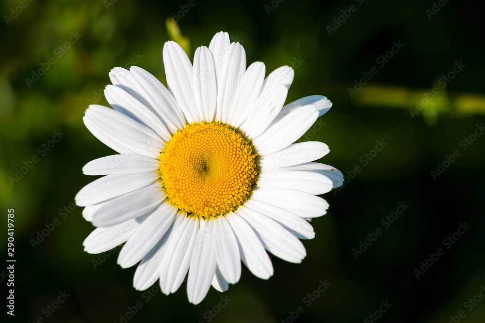 marguerite on green background