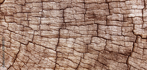 Old stump texture background. Nature. Photo