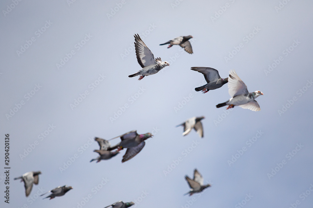 Fototapeta premium flock of speed racing pigeon flying against clear blue sky