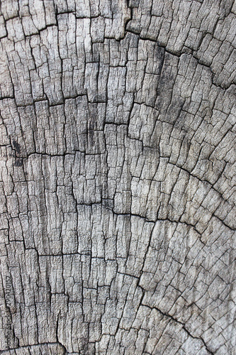 Old stump texture background. Nature. Photo