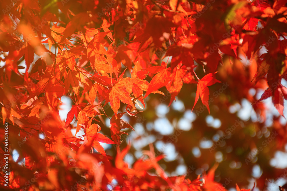 Autumn background with warm autumn sun light. Autumn background with warm autumn sun light.