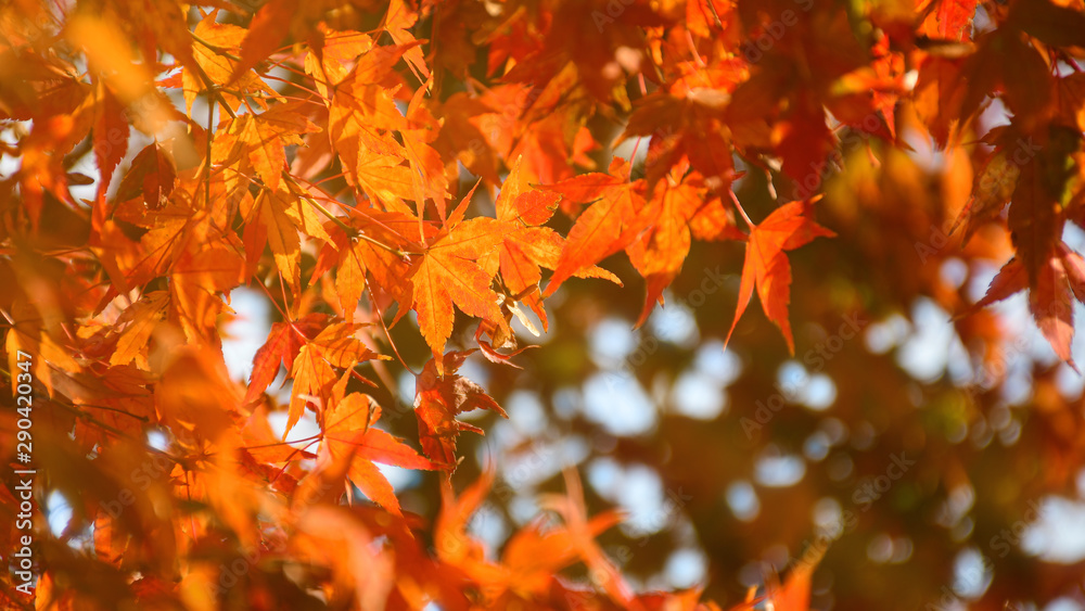Autumn background with warm autumn sun light. Autumn background with warm autumn sun light.