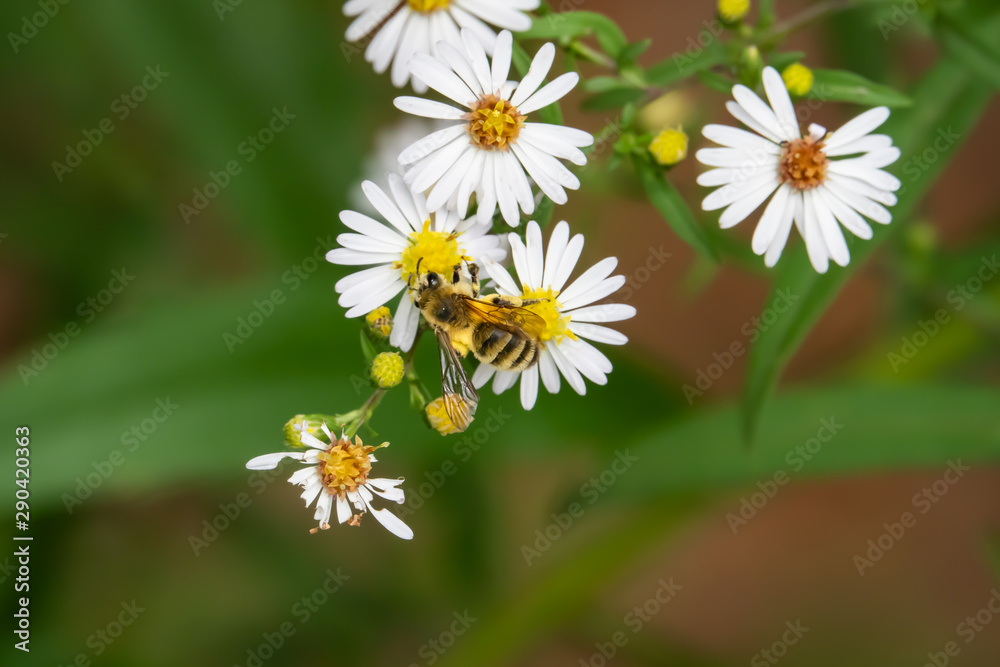 Hairy Banded Mining Bee on Aster Flowers in Summer