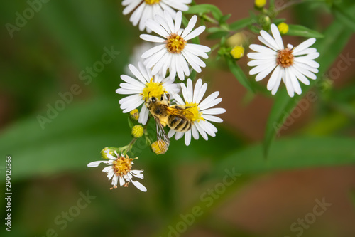 Hairy Banded Mining Bee on Aster Flowers in Summer