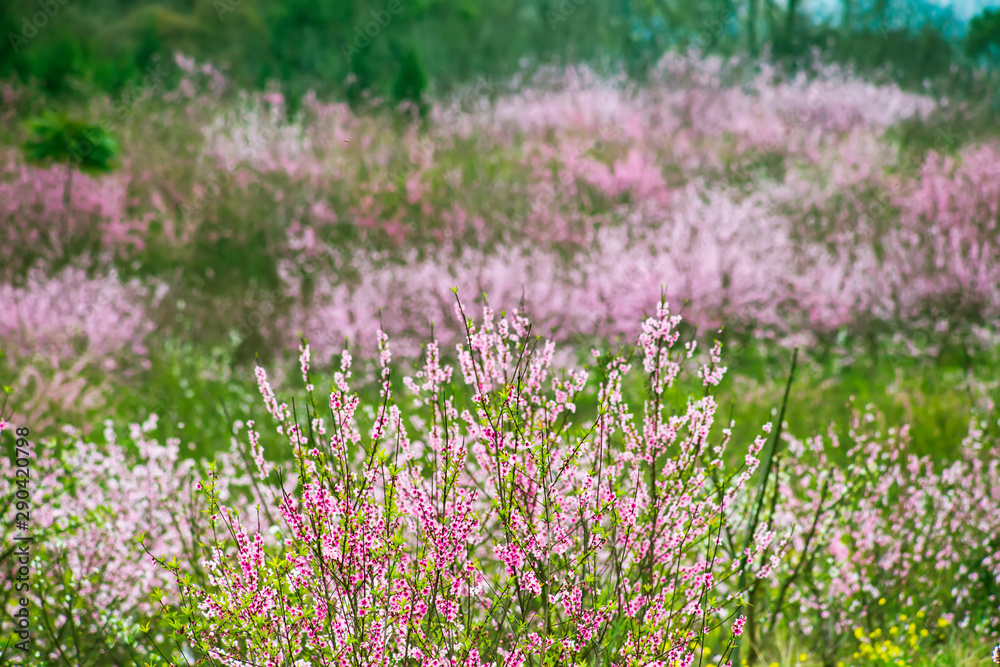 Naklejka premium Beautiful pastoral scenery in spring