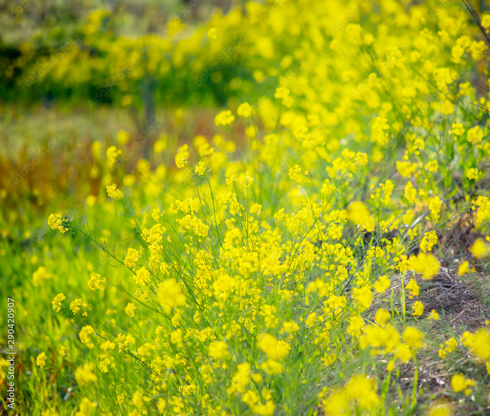 Beautiful pastoral scenery in spring