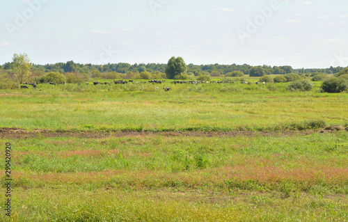 Rural landscape in Belarusian Polesie.