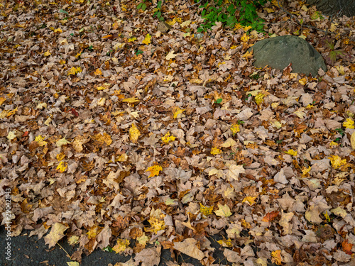 fallen leaves on the ground in the garden in autumn