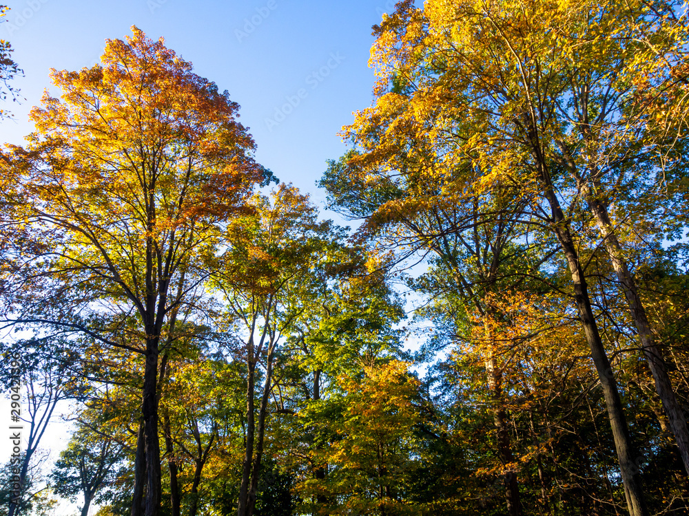 trees with full fall color foliage in autumn