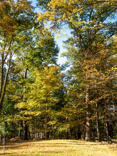 trees and fallen leaves in the backyard in autumn