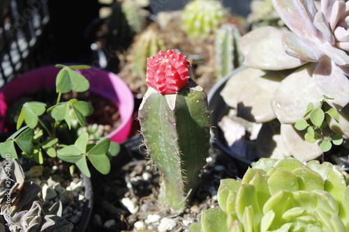 Cactaceas